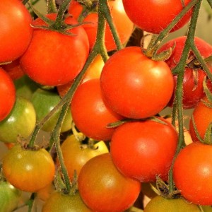 Rajče tyčkov&eacute; Aprikola Novinka