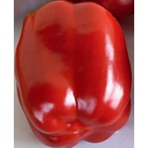 Paprika ročn&iacute; zeleninov&aacute; hybridn&iacute; Crusader F1