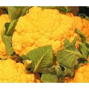 Květ&aacute;k hybridn&iacute; oranžov&yacute; Flame Star F1