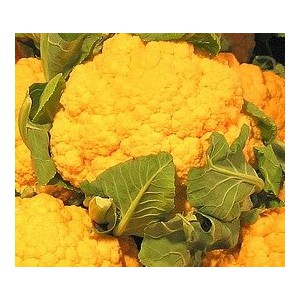 Květ&aacute;k oranžov&yacute; hybridn&iacute; Flame Star F1