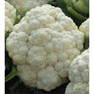 Květ&aacute;k hybridn&iacute; Claforsa F1