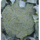 Brokolice hybridn&iacute; Gongga F1