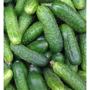 Okurka set&aacute; nakl&aacute;dačka hybridn&iacute; partenokarpick&aacute; hrub&aacute; Ilonara F1