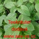 Bylinky na čaje Teekr&auml;uter