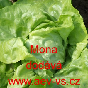 Sal&aacute;t hl&aacute;vkov&yacute; Mona