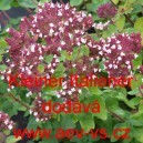 Dobromysl obecn&aacute;, Oregano Kleiner Italiener