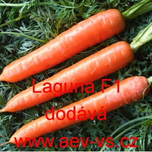 Mrkev obecn&aacute;  Lange rote stumpfe ohne Herz 2