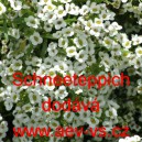 Tařicovka př&iacute;mořsk&aacute;, laločnice Schneeteppich