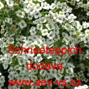 Tařicovka př&iacute;mořsk&aacute;, laločnice Schneeteppich