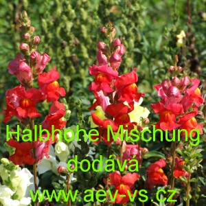 Hled&iacute;k vět&scaron;&iacute; Halbhohe Mischung