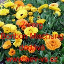 Měs&iacute;ček l&eacute;kařsk&yacute; Zwerg Bonbon Mischung