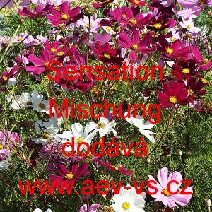 Kr&aacute;senka zpeřen&aacute; Sensation Mischung