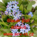 Pomněnka lesn&iacute; Blauer Ball