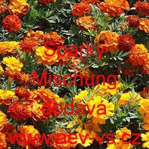 Aksamitn&iacute;k rozkladit&yacute; Sparky Mischung