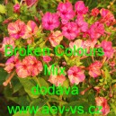 Nocenka jalapovit&aacute;, jalapensk&aacute;, zahradn&iacute; Broken Colours Mix