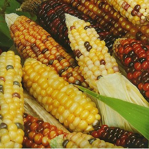 Kukuřice okrasn&aacute; Ziermais Amero
