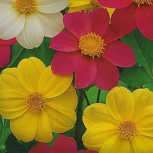 Jiřinka proměnliv&aacute; Mardi Gras