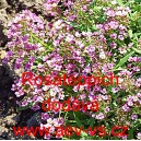 Tařice př&iacute;mořsk&aacute;, laločnice Rosateppich