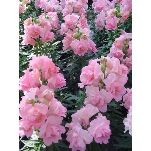 Hled&iacute;k vět&scaron;&iacute; Twinny Rose F1