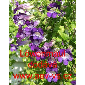 Asarina pnouc&iacute;, maurandie &scaron;plhav&aacute;, honz&iacute;k L&ouml;wenmaul