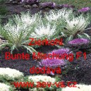 Okrasn&yacute; kadeř&aacute;vek, zel&iacute;, brukev zeln&aacute; Zierkohl Bunte Mischung F1