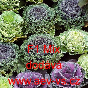 Okrasn&eacute; zel&iacute;, brukev zeln&aacute; F1 Mix