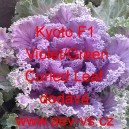 Okrasn&eacute; zel&iacute;, brukev zeln&aacute; Kyoto F1 Violet/Green Curled Leaf