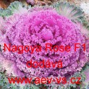 Okrasn&yacute; kadeř&aacute;vek, brukev zeln&aacute; Nagoya Rose F1