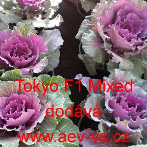 Okrasn&eacute; zel&iacute;, brukev zeln&aacute; Tokyo F1 Mixed