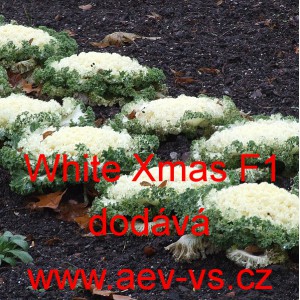 Okrasn&eacute; zel&iacute;, brukev zeln&aacute; White Xmas F1