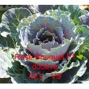 Okrasn&eacute; zel&iacute;, brukev zeln&aacute; Rose Bouquet F1