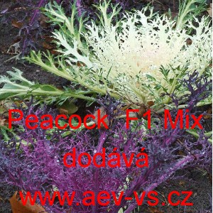 Okrasn&eacute; zel&iacute;, brukev zeln&aacute; Peacock F1 Mix