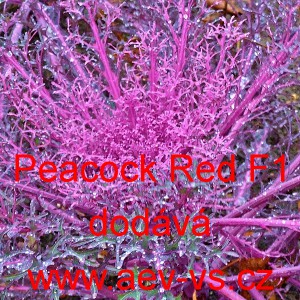 Okrasn&eacute; zel&iacute;, brukev zeln&aacute; Peacock F1 Red 