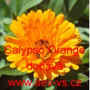 Měs&iacute;ček l&eacute;kařsk&yacute; Calypso Orange