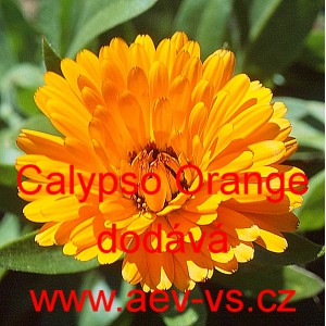 Měs&iacute;ček l&eacute;kařsk&yacute; Calypso Orange
