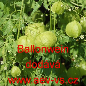 Srdcovnice nadmut&aacute; Ballonwein