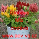 Nevadlec stř&iacute;brn&yacute; latnat&yacute; Glorious Mix