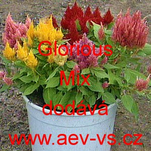 Nevadlec stř&iacute;brn&yacute; latnat&yacute; Glorious Mix