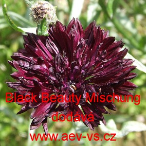Chrpa modr&aacute;, poln&iacute; Black Beauty Mischung