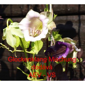 Vilec &scaron;plhav&yacute;, kobea Glockenklang Mischung