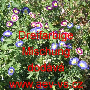 Svlačec trojbarevn&yacute; Triple Mischung