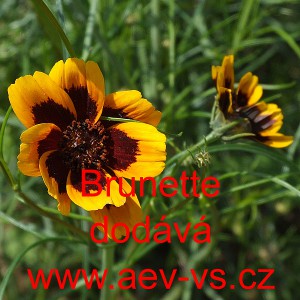 Kosmidie filip&iacute;nsk&aacute;, zelenonit&aacute; Brunette