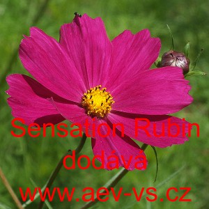 Kr&aacute;senka zpeřen&aacute; Sensation Rubin