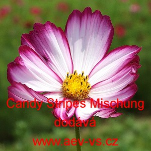 Kr&aacute;senka zpeřen&aacute; Candy Stripes Mischung