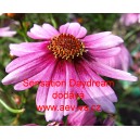 Kr&aacute;senka zpeřen&aacute; Sensation Daydream