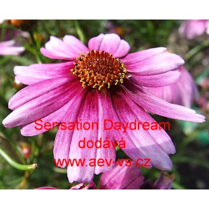 Kr&aacute;senka zpeřen&aacute; Sensation Daydream