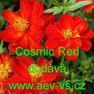 Kr&aacute;senka žlut&aacute;, s&iacute;rožlut&aacute; Cosmic Red