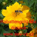 Kr&aacute;senka žlut&aacute;, s&iacute;rožlut&aacute; Rabattengold Mix