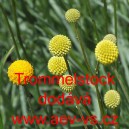 Kraspedie kulovit&aacute; Trommelstock