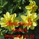 Jiřinka zahradn&iacute; zkř&iacute;žen&aacute; Gartenfreude